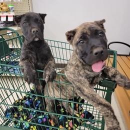 Australian Shepherd and Perro de Presa Canario Puppies from Lykaios Kennels
