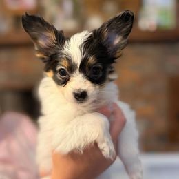 Liberty (Libby) - White black and tan female Papillon puppy in Coatesville, Indiana from Wendy’s Wings