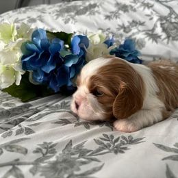 Boy 1 - Blenheim Cavalier King Charles Spaniel puppy in Mt. Ulla, North Carolina from Divine Cavaliers