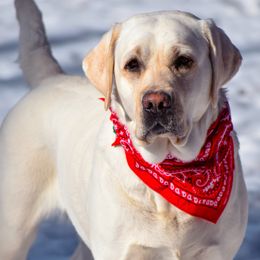 Labrador Retrievers from Rosebank Farm Labradors