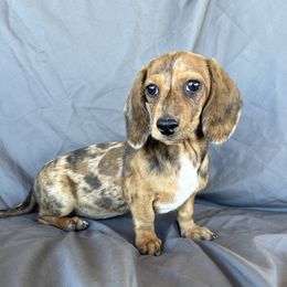 Salt 2800 this weekend only - Dapple female Dachshund puppy in Tonopah, Arizona from Brandie's Dachshunds
