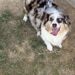 Trixie - Toy Australian Shepherd