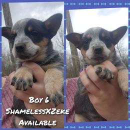 Boy 6 - Blue male Australian Cattle Dog puppy in Bradford, Arkansas from Cedar Rock Heelers and Kelpies