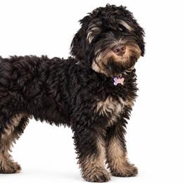 Girl 2 - Chocolate female Australian Labradoodle puppy in Florence, New Jersey from Royal Manor Labradoodles