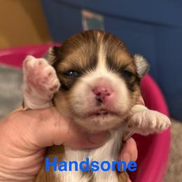 Handsome (Handy) - Red gold male Lhasa Apso puppy in Snover, Michigan from Lhasa Fur Life