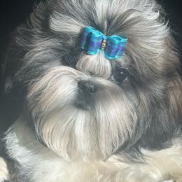 Caleb - Sable and white male Shih Tzu puppy in Central, California from Ling Ling’s Shih Tzu