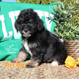 Archie - Phantom male Bernedoodle puppy in Heyworth, Illinois from Cobble Creek Puppies