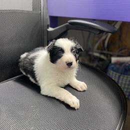 Border Collie and German Shepherd Puppies from Von Guadachi German Shepherds & Audacity Border Collies