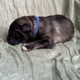 Blue collar - Black and beige male Shiloh Shepherd puppy in Watchung, New Jersey from Blue Moon Shilohs