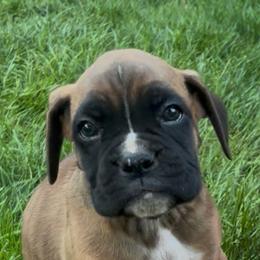 Boy 1 - Fawn male Boxer puppy in Graham, Washington from Precious Paws Boxer puppies in WA