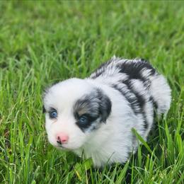 LAVENDER (Amern) - Blue merle female Australian Shepherd puppy in Silex, Missouri from Small Town Australian Shepherds