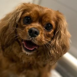 Cavapoos from Babineau’s puppy Crew Poodles and Doodles