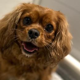 Cavapoos from Babineau’s puppy Crew Poodles and Doodles