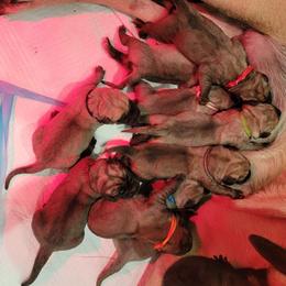 Hendrix (yellow) - Fawn male Mastiff puppy in Conroe, Texas from Southern Star English Mastiffs