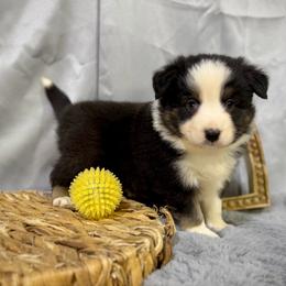 Ted - Black tri male Miniature American Shepherd puppy in Clinton, Missouri from Mockingbirds American Minis