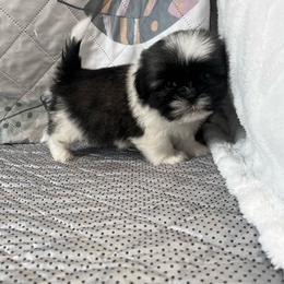 Rayna - Blue and white female Shih Tzu puppy in Elgin, South Carolina from Silver Bells Paw Prints