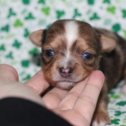 Stoney 3,000 - Merle male Chihuahua puppy in Cache, Oklahoma from Charming Lil Chihuahuas