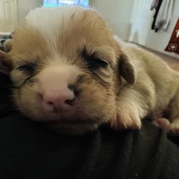American Corgi Puppies from 5H Corgis