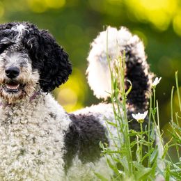 Greta - Poodle