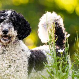 Greta - Poodle