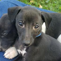 Sycamore - Black male Whippet puppy in Davenport, Iowa from Whippety Split