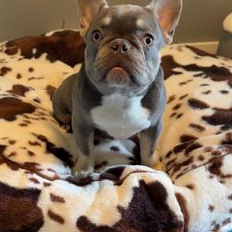 Leo - Blue male French Bulldog puppy in Wichita, Kansas from Let's keep it frenchie!