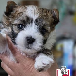 Baby Saja - Tan and white male Yorkshire Terrier puppy in California from Corazon de gigante