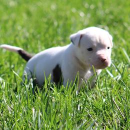Male 8 - White and brindle male American Bulldog puppy in Xenia, Ohio from Bingham's Bulldogs LLC