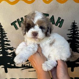 Scout - Brown white and tan male Cockapoo puppy in Bountiful, Utah from EasyBreezyDoodles