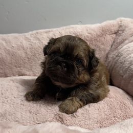 Gia - Liver female Shih Tzu puppy in California from Fairy Tails Shih Tzus CA