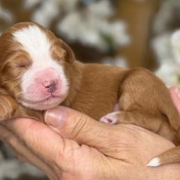 Garnet - Red male Bernedoodle puppy in Yuciapa, California from AlltheDoodlez_