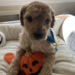 Blue collar - Cream male Goldendoodle puppy in Burien, Washington from South Sound Doodles