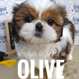 Zoey - Red and white female Shih Tzu puppy in Peoria, Arizona from Loyal Shih Tzu