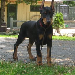 Doberman Pinscher Puppies from Laurel Vail