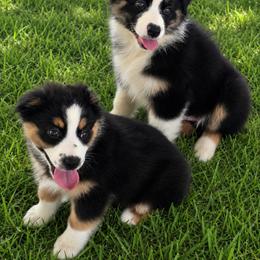 Girl 1 - Black tri-color female Australian Shepherd puppy in Lakeland, Florida from Diamond P Australian Shepherds