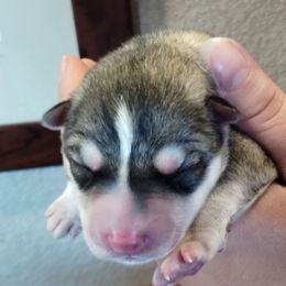 Puppy one - Gray and white female Siberian Husky puppy in Kennewick, Washington from Yuki Ookami Show Kennel