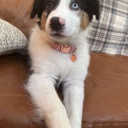 Australian Shepherd Puppies from Aus Cal (Aussies of SoCal)