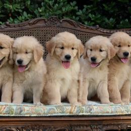 Golden Retrievers from ElkCreek Golden Retrievers