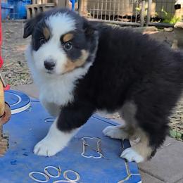 Quarry (Carrie) - Black tri-color female Australian Shepherd puppy in Clinton, Missouri from Rocky Top Hearts