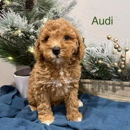 Audi - Apricot male Poodle puppy in Salt Lake City, Utah from Premier Paws