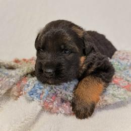 Jasper - Black and red male German Shepherd puppy in Lexington, Virginia from Stahlhaus ( Previously Buffelbach Farmstead Shepherds)