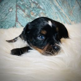 Waylon - Black tri male Miniature Australian Shepherd puppy in Opelika, Alabama from Haden’s Mini Aussies