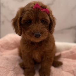 Ginger - Red  female Goldendoodle puppy in Kansas City, Kansas from Bella & Ivy’s Mini Goldendoodles of KC