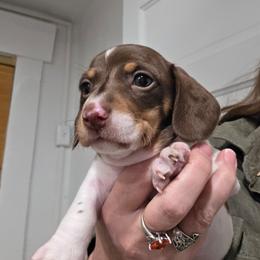 Fancy's chocolate and tan piebald smooth boy - Piebald male Dachshund puppy in Declo, Idaho from Dozendachs