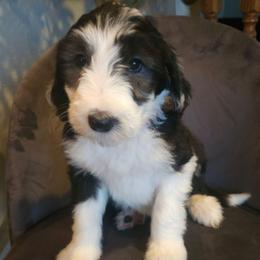 Sally - Black and white female Sheepadoodle puppy in Farley, Iowa from Iowa's Doodle Co.