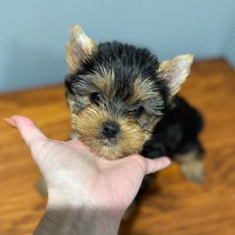 Champion sired Ben - Black and gold male Yorkshire Terrier puppy in Forest Hill, Maryland from Chikito's Yorkies