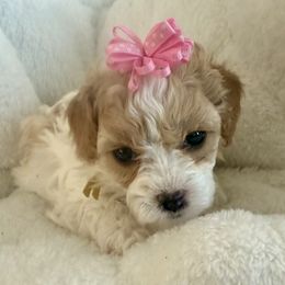 Girl 5 - Cream female Cavapoo puppy in Nampa,, Idaho from Clig Doodle Days