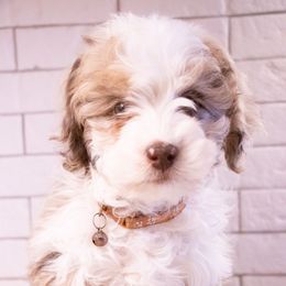 Boy 2 - Red merle Aussiedoodle puppy in Tucson, Arizona from Ever After Doodles Arizona