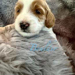 Boulder - Parti male Goldendoodle puppy in Boise, Idaho from Goldendoodle Baby