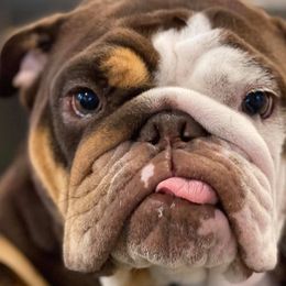 Bulldogs from Invinceabulls